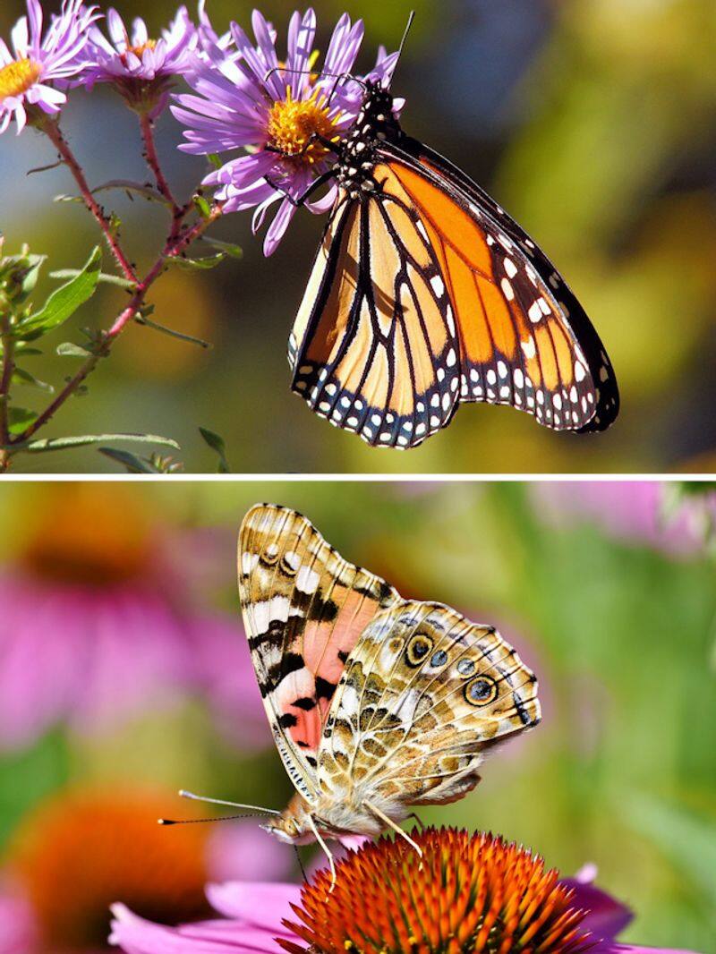 Monarch to Tiger: 7 Butterflies to look out for as Spring arrives ATG