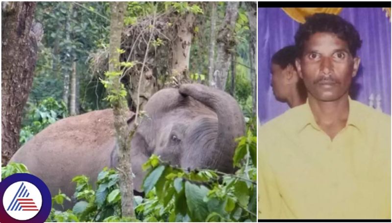 Hassan district Coffee estate labour died on forest elephant attack at Mattavara Village sat