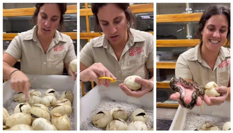 video of Woman cuts pythons eggs with scissors and pulls out her cubs goes viral bkg