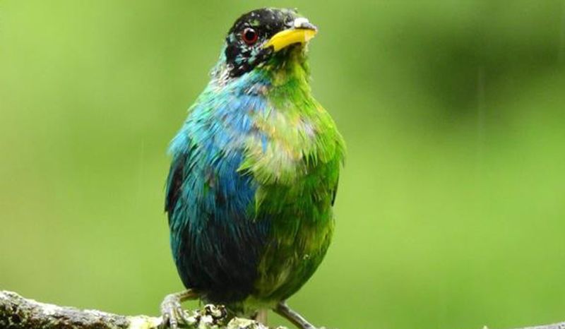 Rare half-female, half-male bird discovered prm