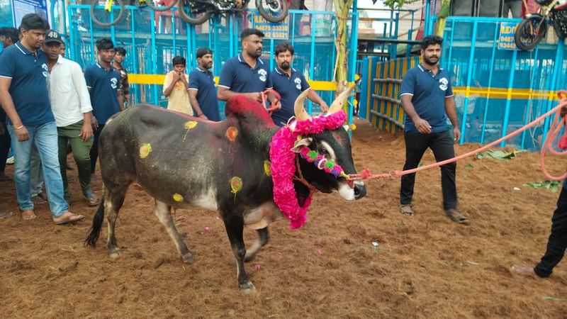 2024 year's first jallikattu event started at thachankurichi in pudukkottai district vel