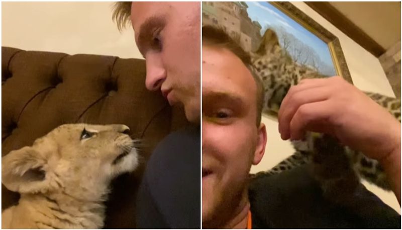 man plays with lion and leopard cub in a video