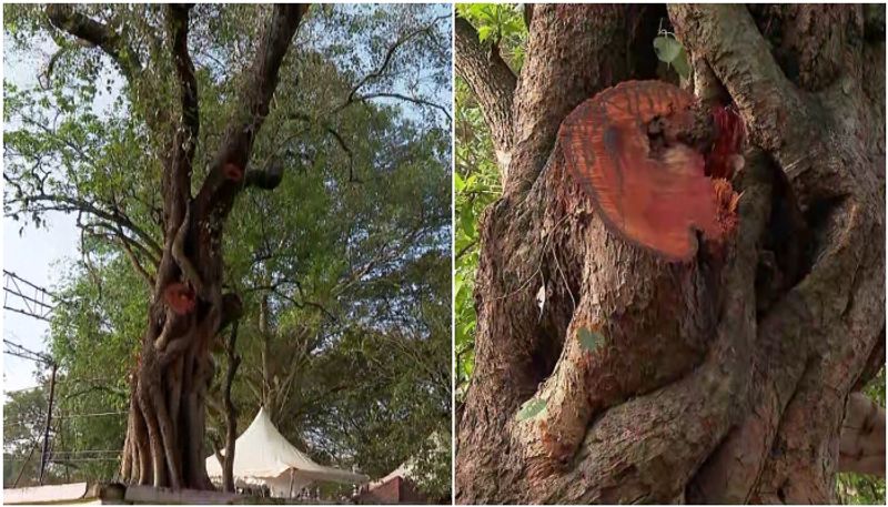 BJP and Congress Workers Clash In Kerala of cutting Tree Branches of banyan tree in thrissur while pm modi kerala visit apn 