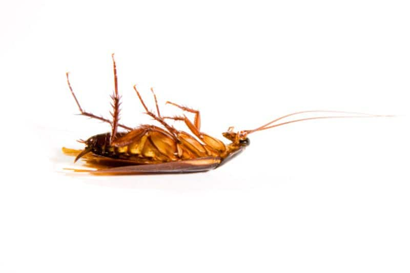 The Origin of Cockroaches in Southeast Asia Interesting research by American experts akb