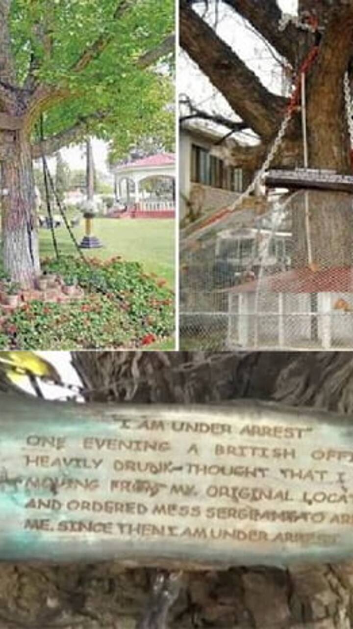 Famous chained tree in Peshawar Pakistan pav