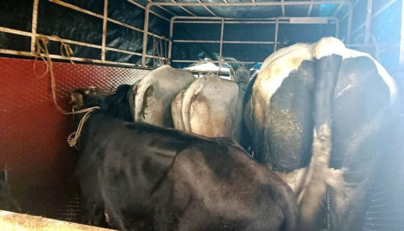 Vehicle Seized For Illegally Transporting Cattle to the Slaughterhouse at Gundlupete grg 