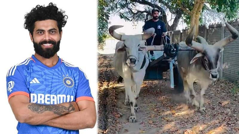 Ravindra Jadeja Drives Bullock Cart, Vintage Ride Video Goes Viral RMA