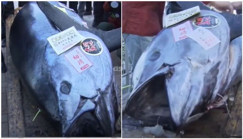 bluefin tuna more than six crore rupees price weight 238 kilogram SSM