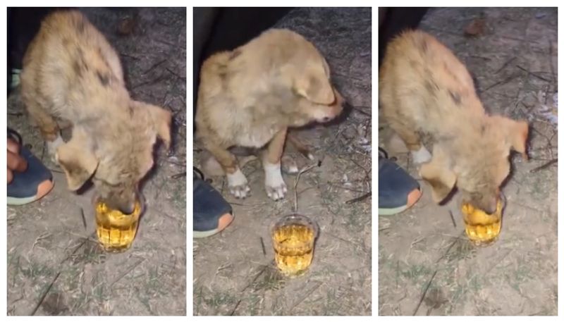 Video of a puppy drinking foreign liquor has gone viral BKG 