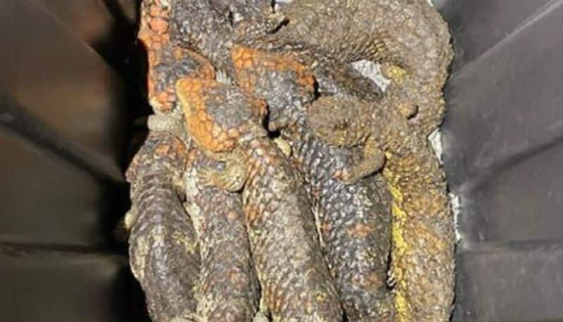 Hundreds of lizards seized while attempting  illegal export etj