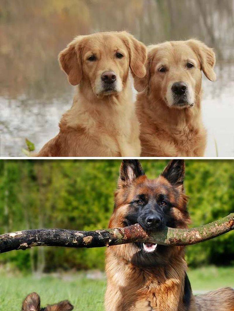 Golden Retriever to German Shepherd-7 Popular Dog Breeds in Indian 2024 RBA