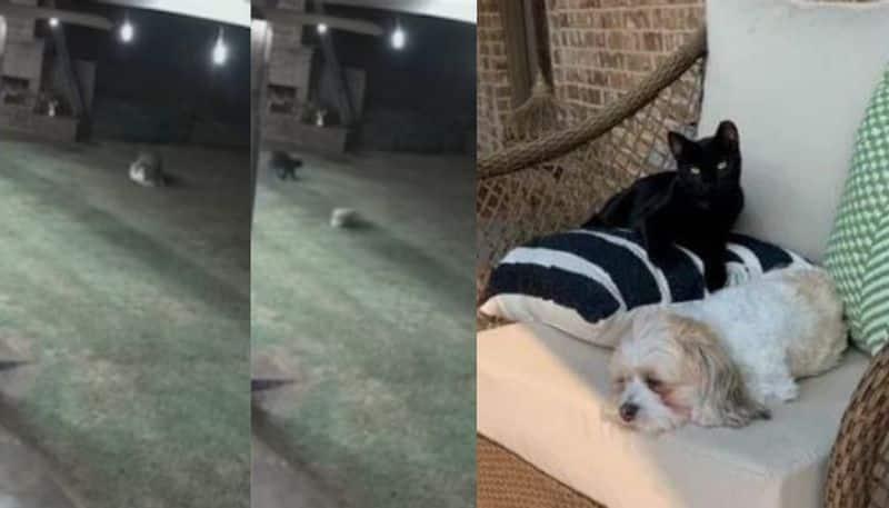 Cat Saves Dogs Life By Chasing Off Coyotes In united state viral video vkv