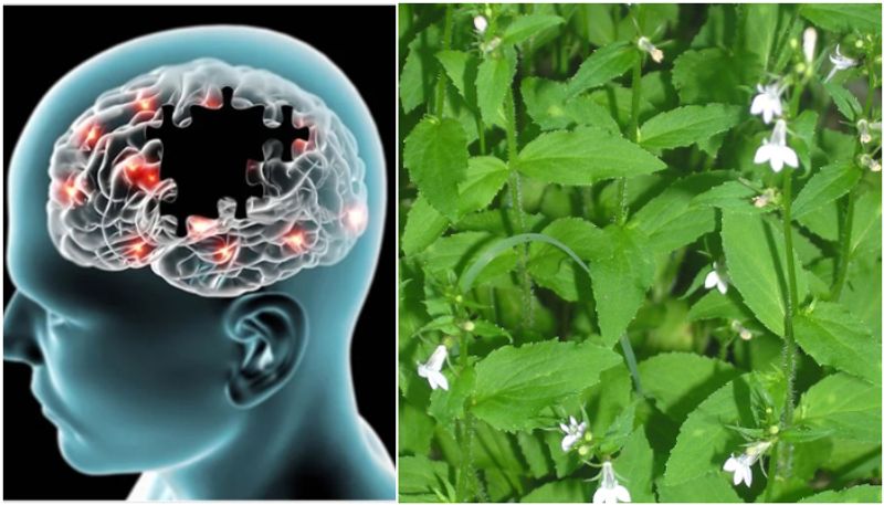 Indian tobacco may protect from alzhiemers disease, scientists study prm