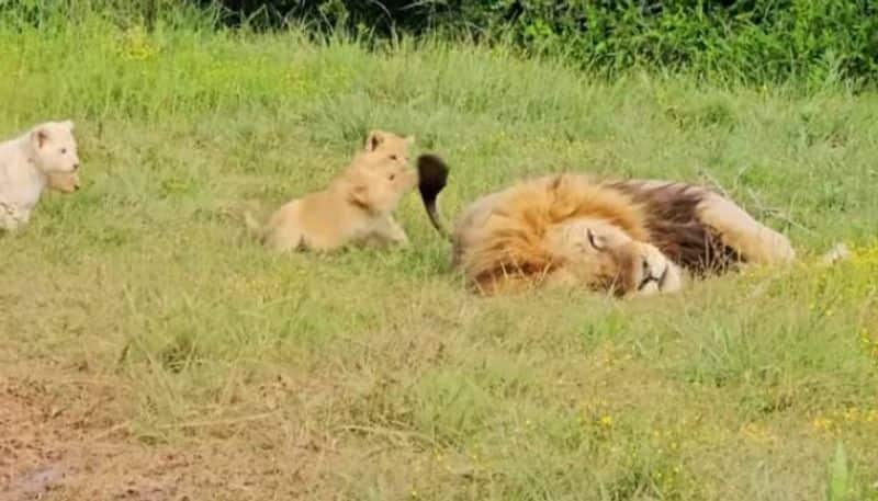 lion cubs bother sleeping dad viral video rlp