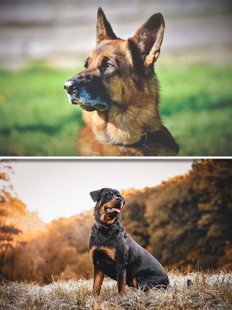 German Shepherd to Rottweiler-7 best guard dogs RBA