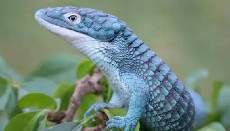 Arboreal Alligator Lizards found in southern Mexico rlp