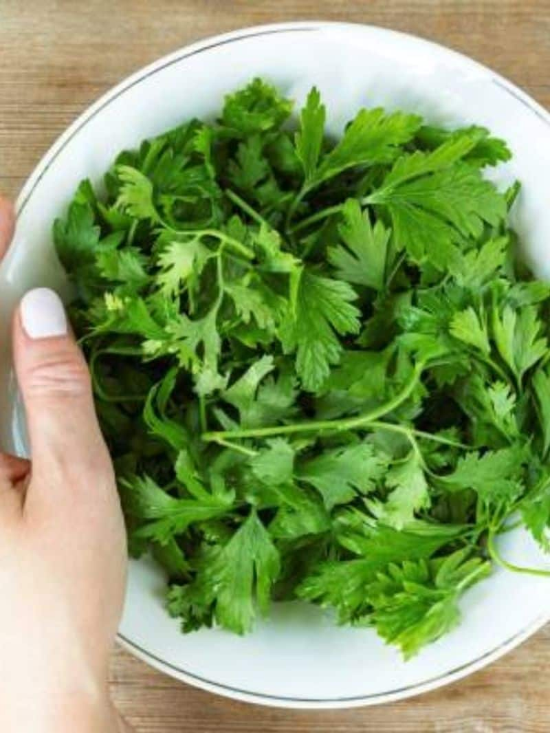 Amazing health benefits of coriander leaves rsl