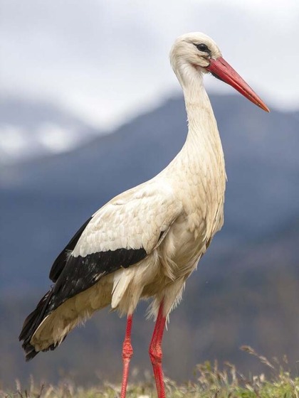 Northern Bald Ibis