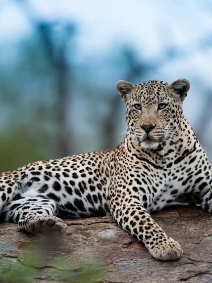The Amur leopard