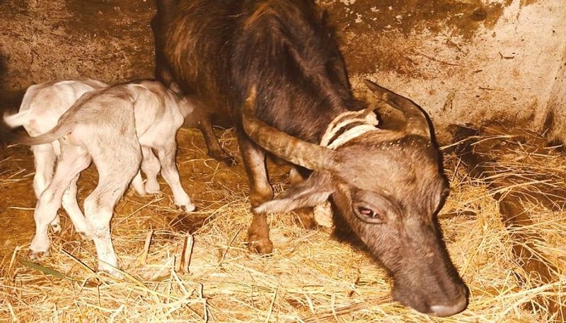 Buffalo that gave Birth to its second Calf in 8 days in Chikkamagaluru grg 