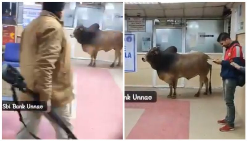 Video of bull entering SBI branch goes viral bkg