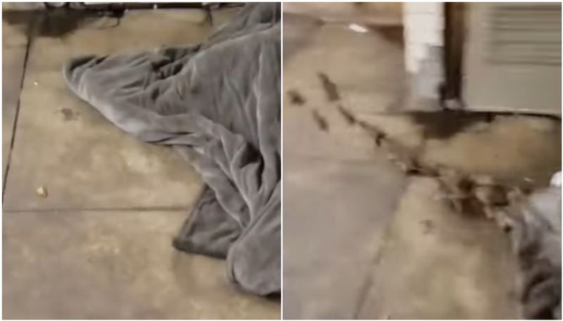 rats running from a homeless mans blanket the video now going viral