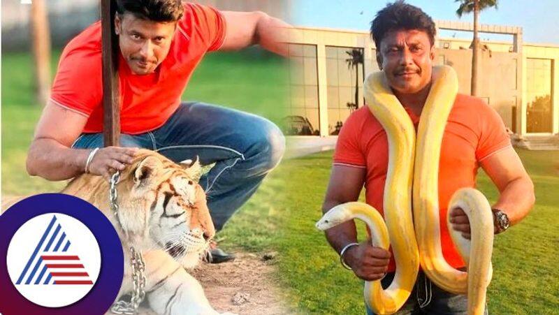 Kannada actor Darshan with Snake and tiger from Dubai vcs