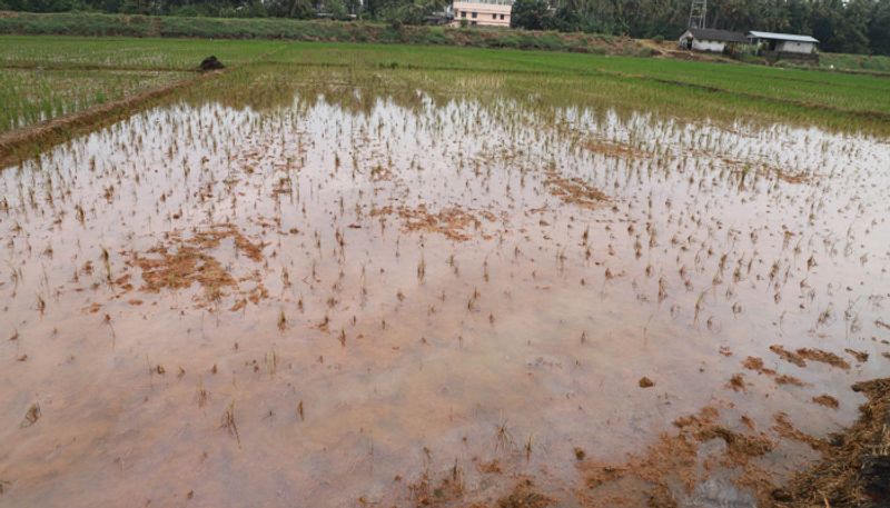 Farmers Faces problems for continues rain in kodagu grg 