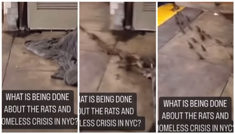 video of a herd of rats running away from under a blanket of a homeless man in New York has gone viral bkg