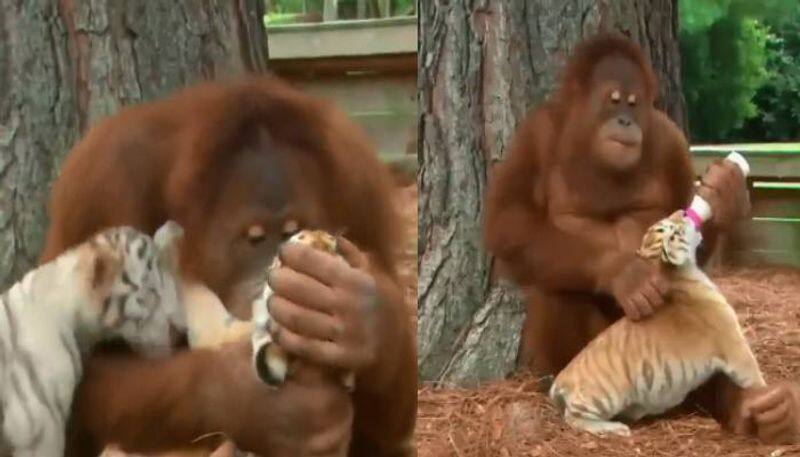 Orangutan loving and caring tiger cubs viral video rlp