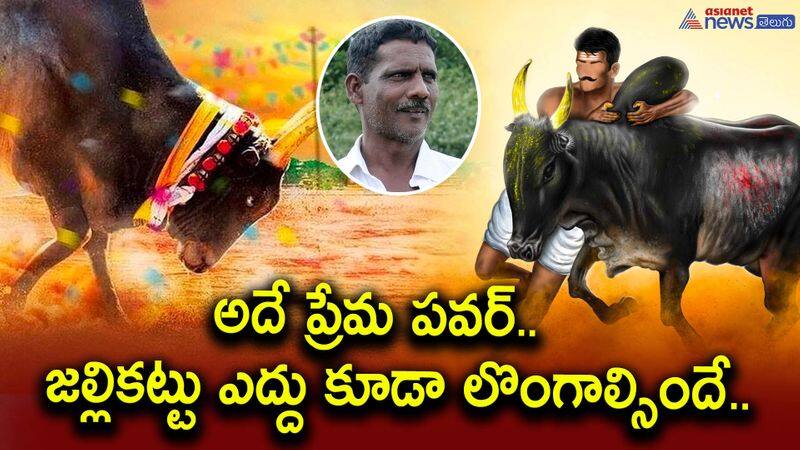 Do you know how Jallikattu bull is prepared for competition? - bsb