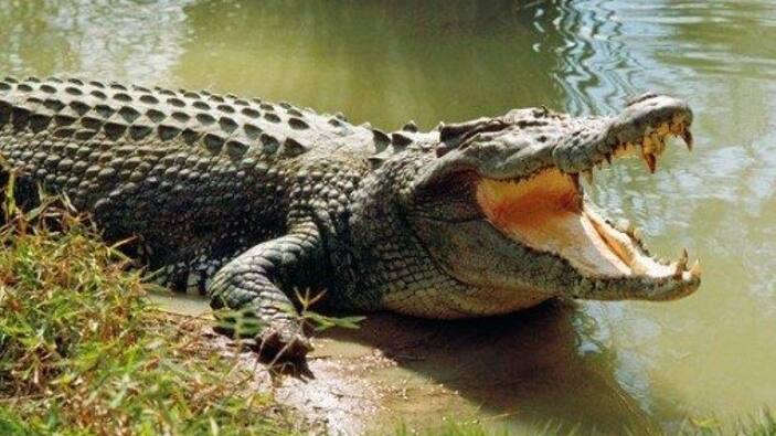 crocodile