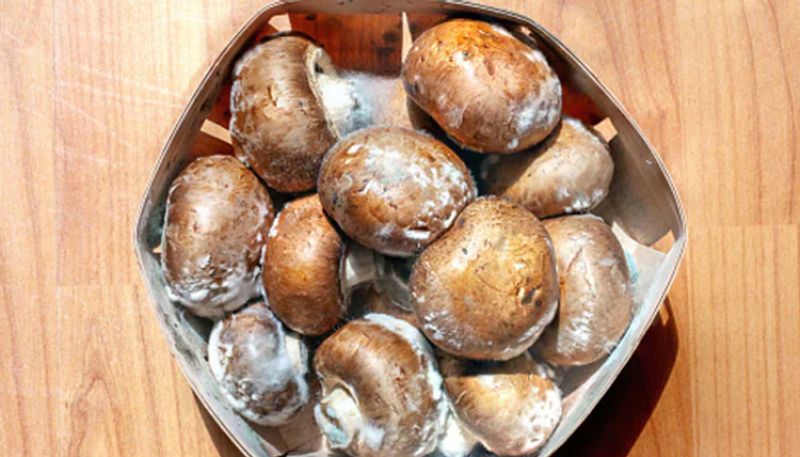 Why mushrooms should be your diet Staple