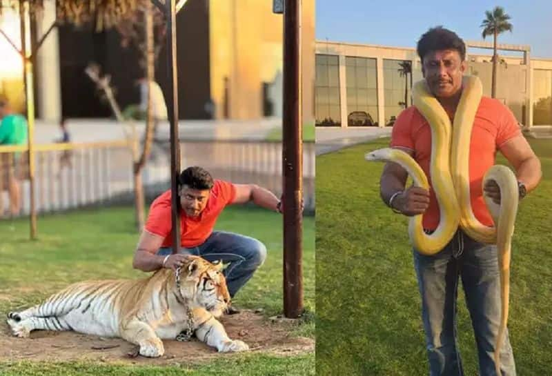 Sandalwood Actor Darshan Spend Quality time with Tiger and Snake in Dubai gvd