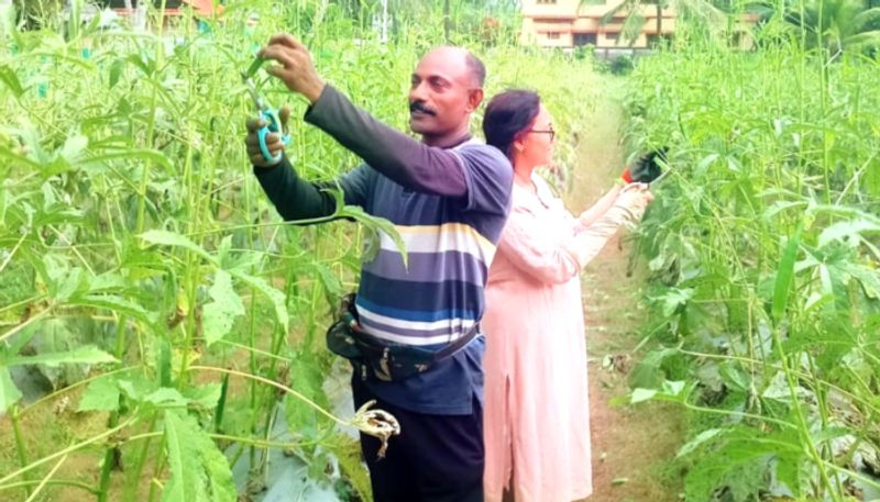 couple grows a huge crop in Okra agriculture ppp