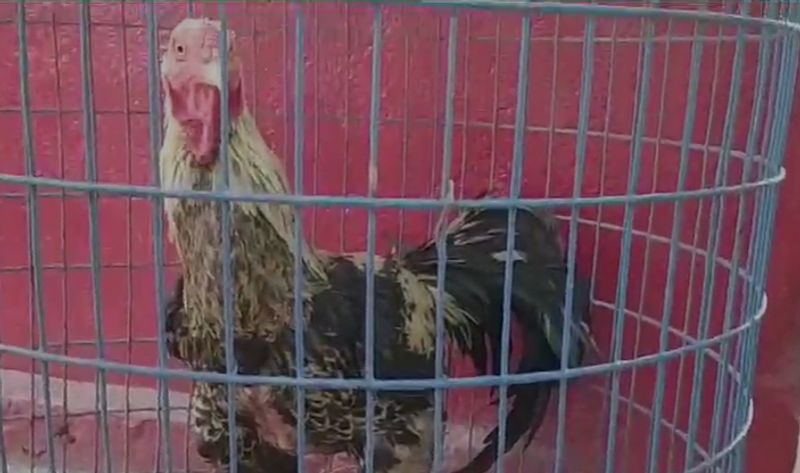 Fighter Cock Auction in Karimnagar RTC Depot AKP