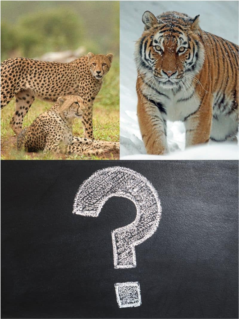 Tiger vs Cheetah: What makes them different? rkn