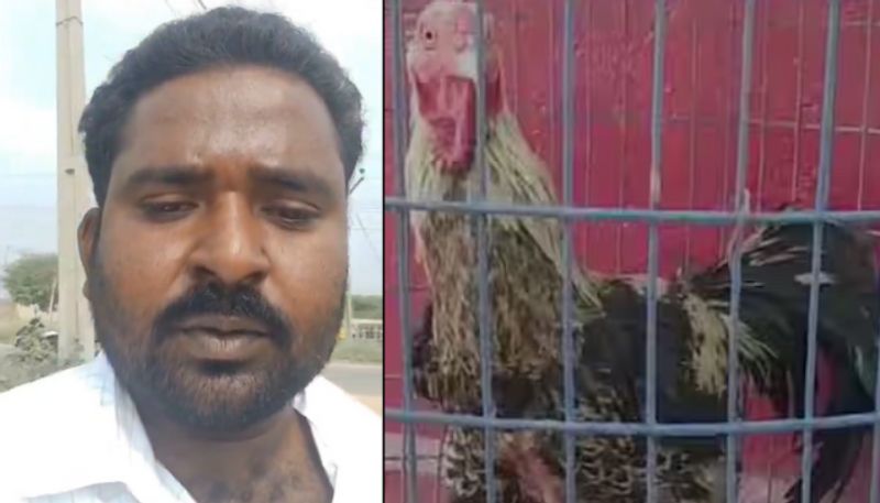 man claims pandhem kodi chicken is belongs to him, prays rtc md sajjanar to stop auction by karimnagar rtc depot kms