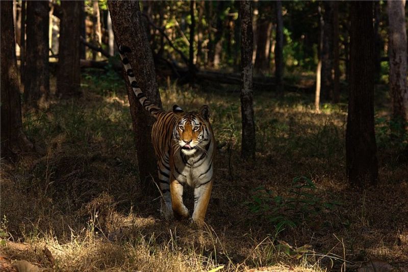 Maharashtra's Pench Tiger Reserve creates history as India's first ...