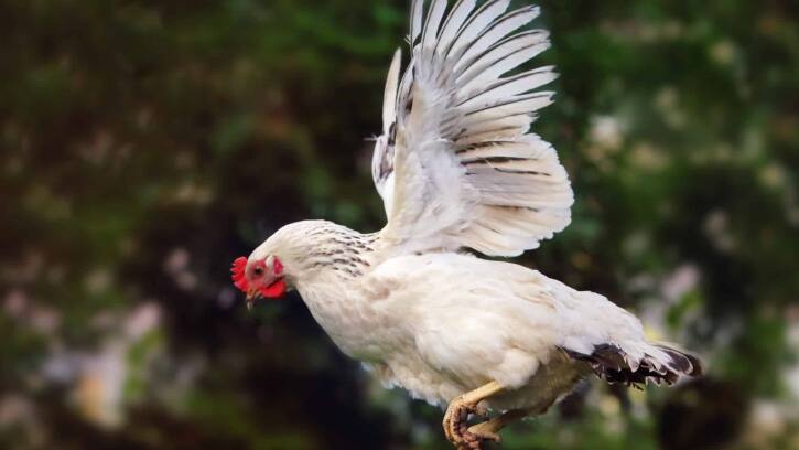 hen