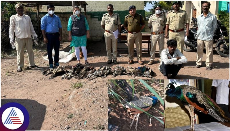 Belagavi forest hunters killed 11 national bird peacocks by putting poison seeds sat