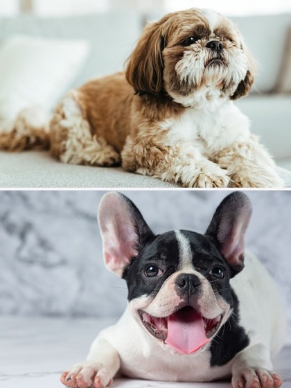 Shih Tzus to French Bulldog-7 cutest dog breed
