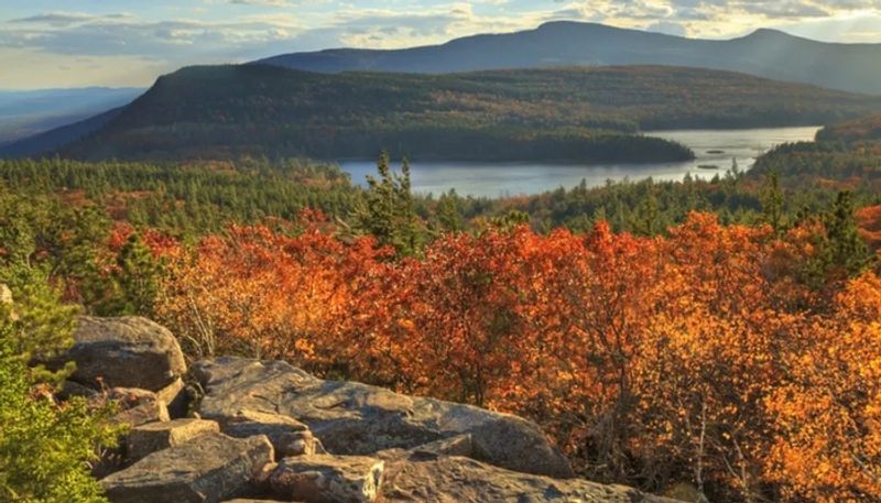 researchers found worlds oldest forest in cairo new york