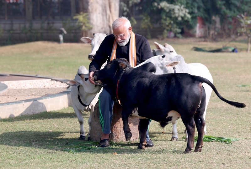 PM feeds cows on the occasion of Makar Sankranti zkamn