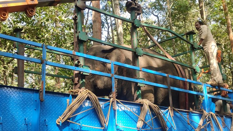 Wild elephant captured by Abhimanyu at Hassan District gvd