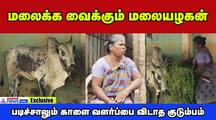 all you know about malaiyazhagan kalai is getting ready for jallikattu dee