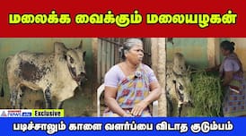 all you know about malaiyazhagan kalai is getting ready for jallikattu dee