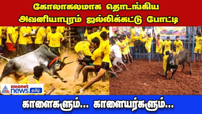 madurai Famous jallikattu Sport Kick-Starts In Avaniyapuram dee