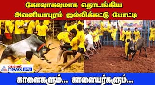 madurai Famous jallikattu Sport Kick-Starts In Avaniyapuram dee