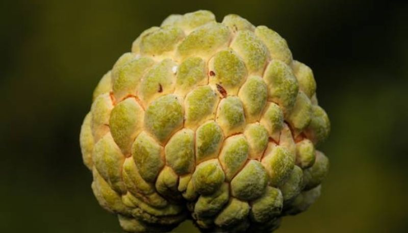 custard apple may boost our mood as well as gives relief from stress